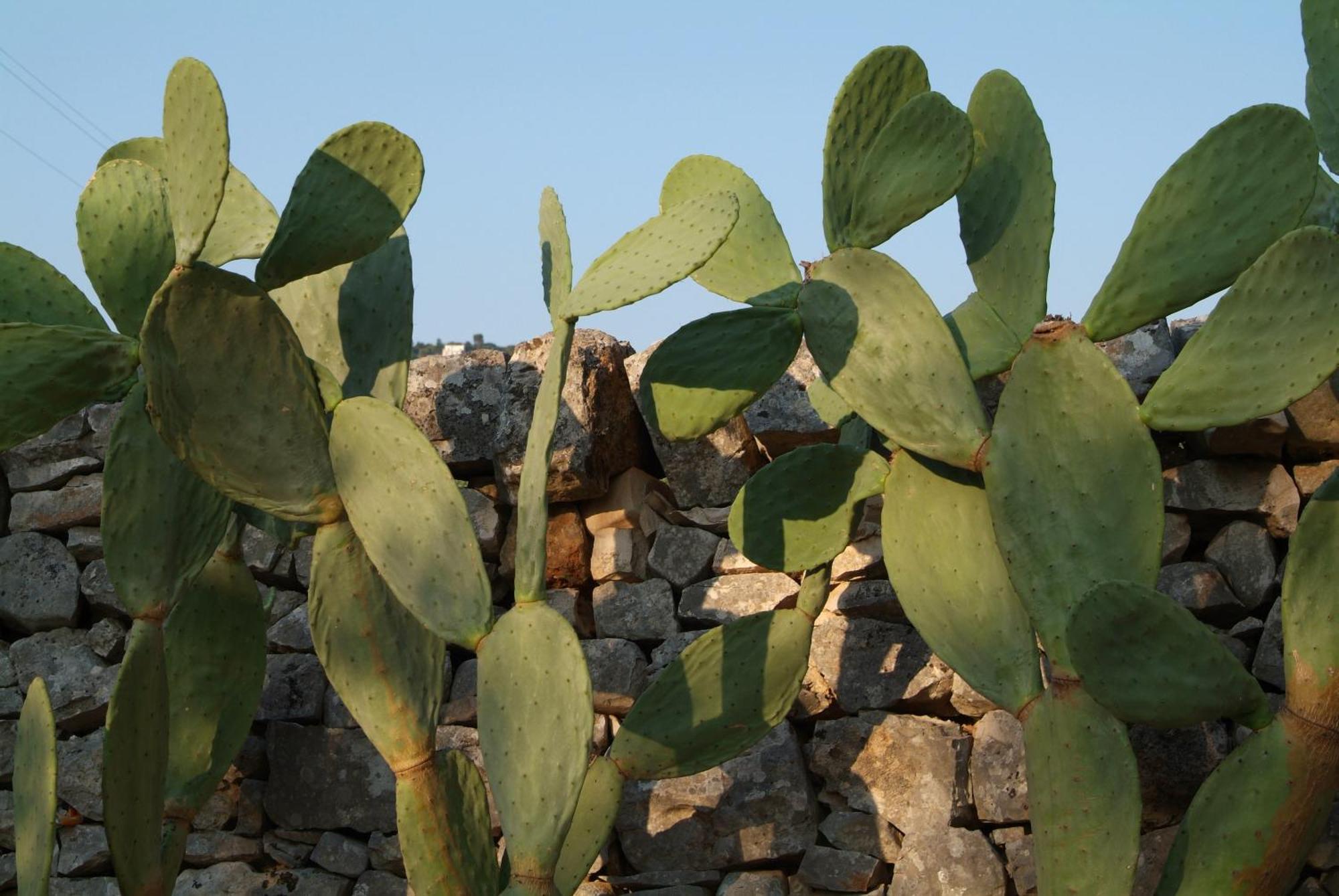 Masseria Trotta B&B Fasano Exterior foto