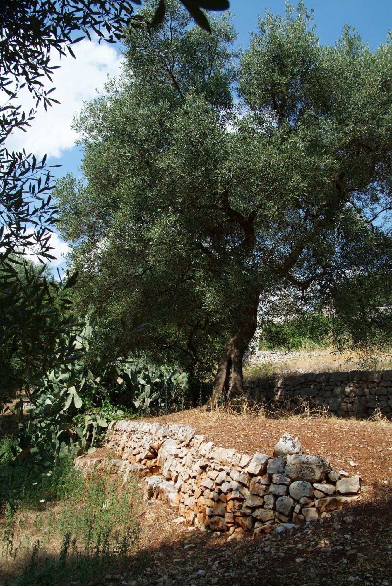Masseria Trotta B&B Fasano Exterior foto